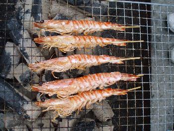 クルマエビ クルマエビ