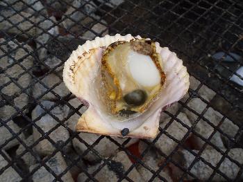 ヒオウギカイ ヒオウギカイ