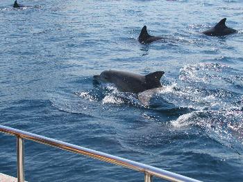 イルカ イルカ