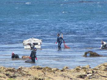ヒジキとり ヒジキとり