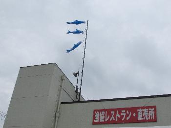 イルカのぼり イルカのぼり