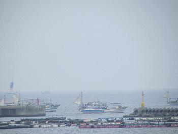 トサカ取り トサカ取り