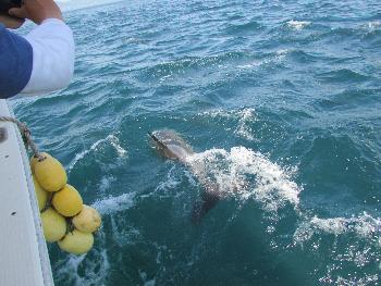 イルカさん イルカさん