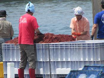 トサカかけ トサカかけ