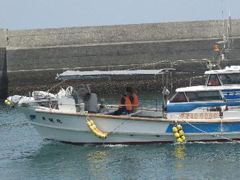 イルカウォッチング イルカウォッチング