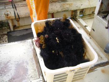 ウニの放流 ウニの放流