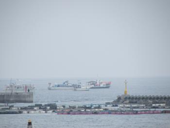 イルカウォッチング イルカウォッチング