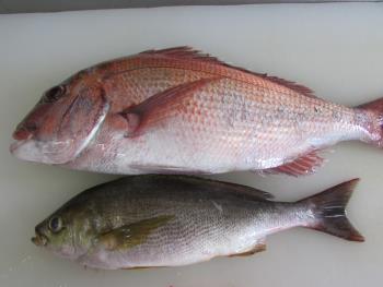 新鮮さ魚 新鮮さ魚