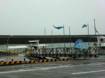 イルカウォッチング イルカウォッチング