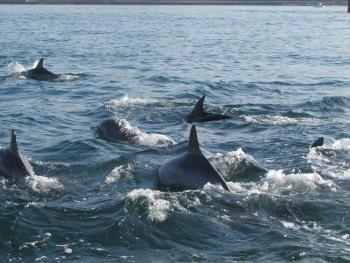 イルカウォッチング イルカウォッチング