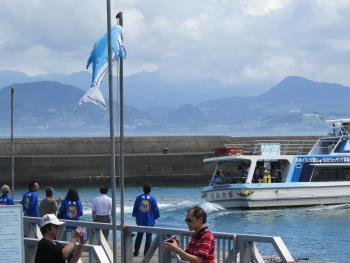 イルカウォッチング イルカウォッチング