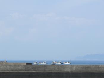 イルカウォッチング イルカウォッチング