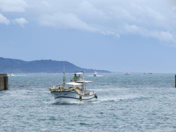 イルカウォッチング イルカウォッチング