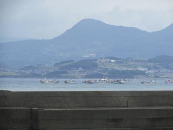 イルカウォッチング イルカウォッチング