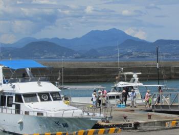 イルカウォッチング イルカウォッチング