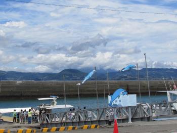 イルカウォッチング イルカウォッチング