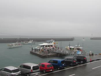 イルカウォッチング イルカウォッチング