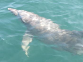 イルカさん イルカさん