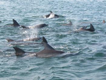 イルカさん イルカさん