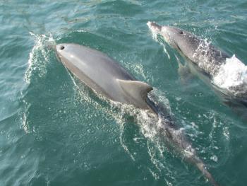 イルカさん イルカさん