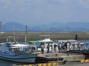 イルカウォッチング イルカウォッチング