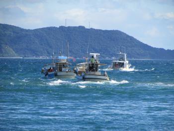 イルカウォッチング イルカウォッチング