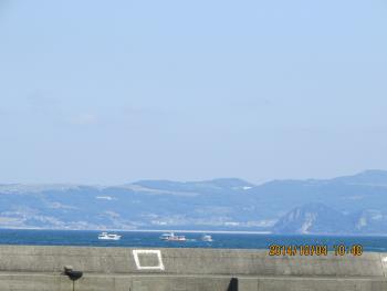 イルカウォッチング イルカウォッチング