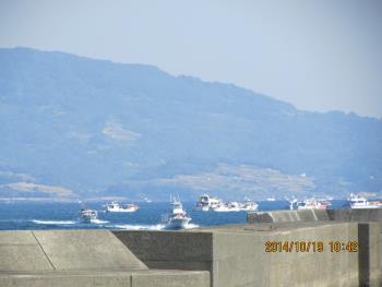 イルカウォッチング イルカウォッチング