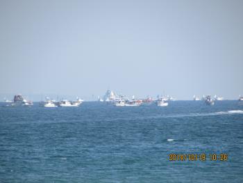 イルカウォッチング イルカウォッチング