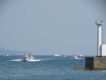 イルカウォッチング イルカウォッチング