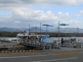 イルカウォッチング イルカウォッチング