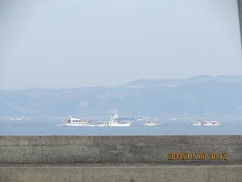 イルカウォッチング イルカウォッチング