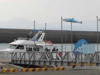 イルカウォッチング イルカウォッチング