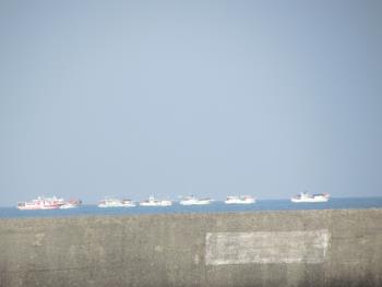 イルカウオッチング イルカウオッチング