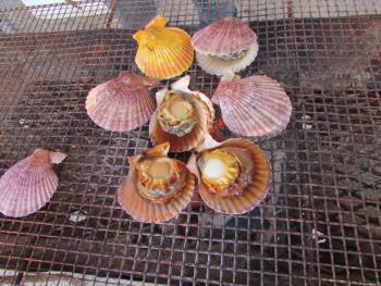 ヒオウギ貝 ヒオウギ貝