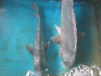 コーコ鯛 コーコ鯛