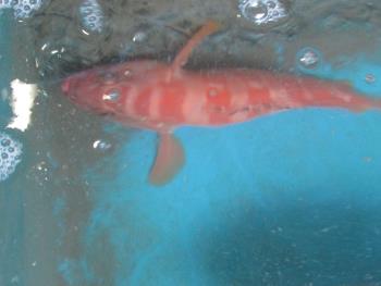 アカジンジョウ アカジンジョウ