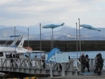 イルカウォッチング イルカウォッチング