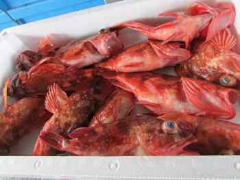 ガラカブ ガラカブ