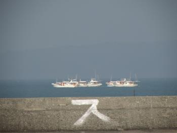 イルカウォッチング イルカウォッチング