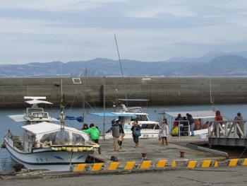 イルカウォッチング イルカウォッチング