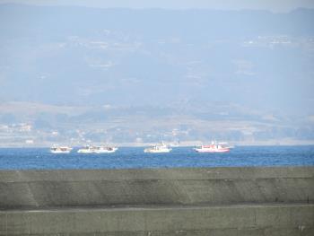 イルカウォッチング イルカウォッチング