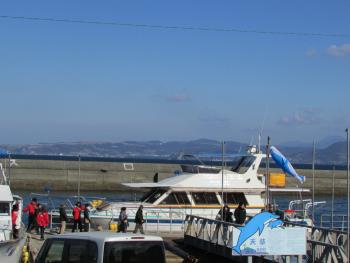 イルカウォッチング イルカウォッチング