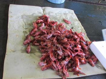 ガラカブ ガラカブ