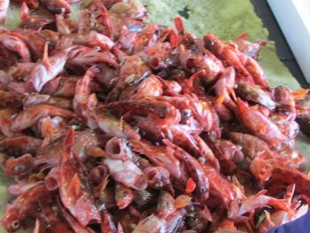 ガラカブ ガラカブ