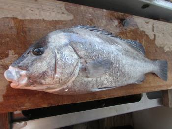 コーコ鯛 コーコ鯛