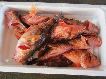 ガラカブ ガラカブ