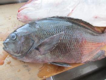 天然クロ 天然クロ