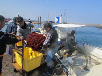 トサカかけ トサカかけ