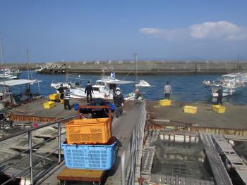 トサカかけ トサカかけ